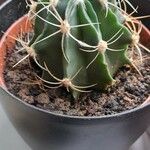 Ferocactus emoryi Fruit