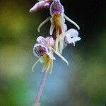 Epipogium aphyllum Flower