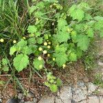 Solanum viarum Habit