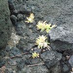 Delosperma napiforme 花