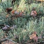 Pinus thunbergii Blad