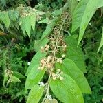 Guazuma ulmifolia Blodyn