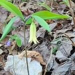 Uvularia sessilifolia Kukka