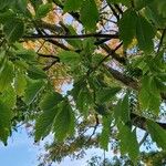 Acer cissifolium 叶