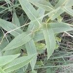 Pentanema salicinum Leaf
