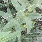 Inula salicina Likasa