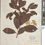 Mimusops mayumbensis Other
