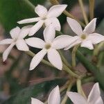 Acokanthera oppositifolia Flower