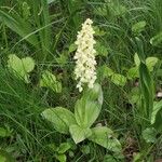 Orchis pallens 花