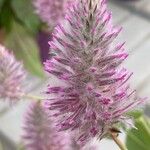 Ptilotus extenuatus Flor