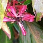 Alpinia purpurataŽiedas