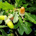 Quercus robur Fruit