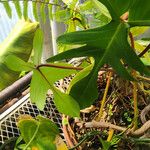 Philodendron pedatum Хабит