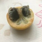 Pouteria caimito Fruit