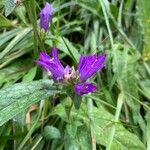 Campanula glomerataЦвят