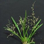 Oncidium integrilabre Іншае