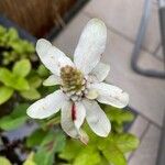 Anemopsis californica Floare