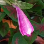 Spathoglottis plicata फूल