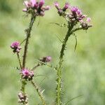 Cirsium palustre Flower