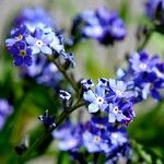 Myosotis sylvatica Květ