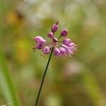 Allium thunbergii Õis