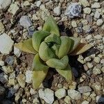 Haworthia cymbiformisЛист