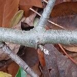 Photinia davidiana Bark