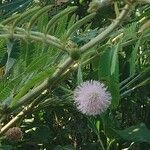 Mimosa pigra 花