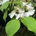 Viburnum plicatum Thunb.Flor