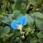 Commelina communis Virág