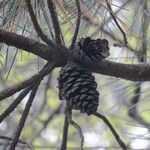 Pinus echinata Fruto