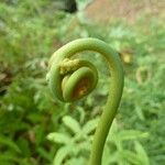 Gleichenella pectinata Leaf