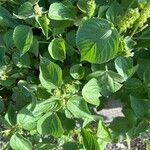 Acalypha alopecuroidea Leaf