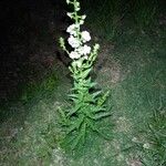 Verbascum blattariaBlad