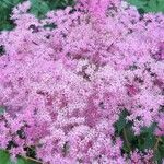 Filipendula rubra Flower