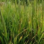 Phleum alpinum Leaf