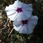 Ipomoea mombassana 花