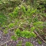 Salix viminalis Buveinė