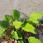 Erodium laciniatum Foglia