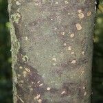 Rhodostemonodaphne elephantopus Bark