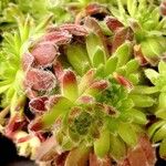 Sempervivum montanum পাতা