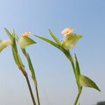 Commelina nigritana Flor
