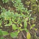 Ligustrum vulgareFulla