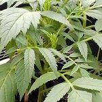 Datisca cannabina موطن