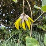 Mucuna sloanei Flower