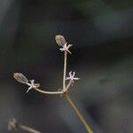 Bupleurum fruticescens Fruto