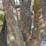 Parrotia subaequalis Corteza