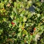 Ribes cereum ഇല