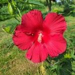 Hibiscus laevis Květ