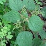 Laportea aestuans Leaf